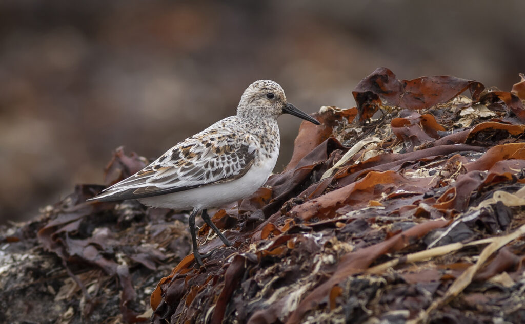 Sanderling in summer plummage