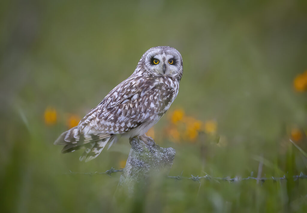 Short Ear Owl -3