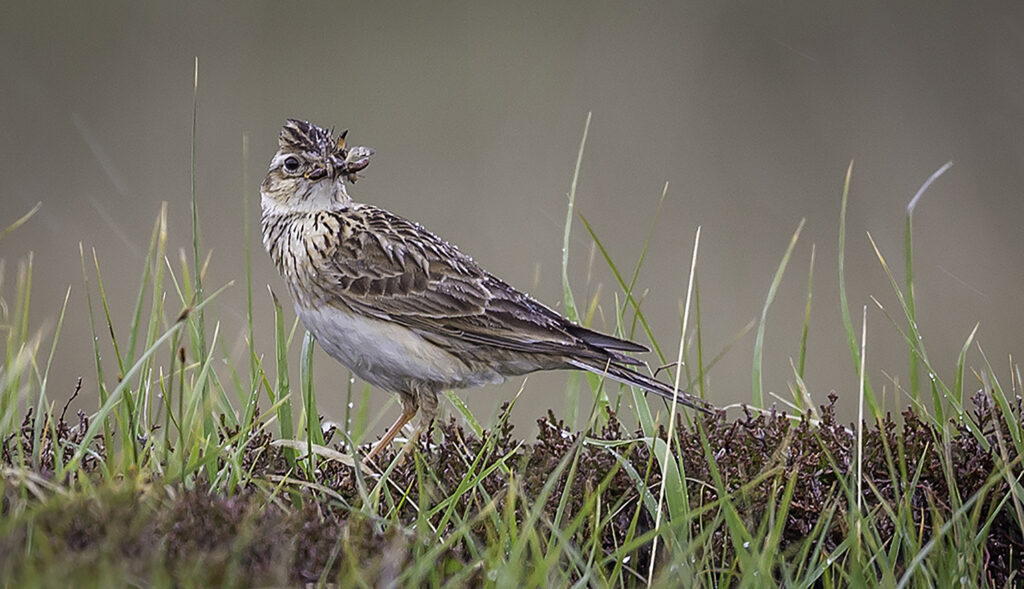 Skylark with food