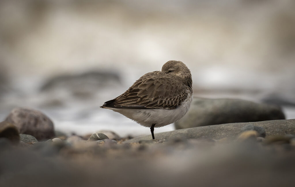 Sleepy Dunlin