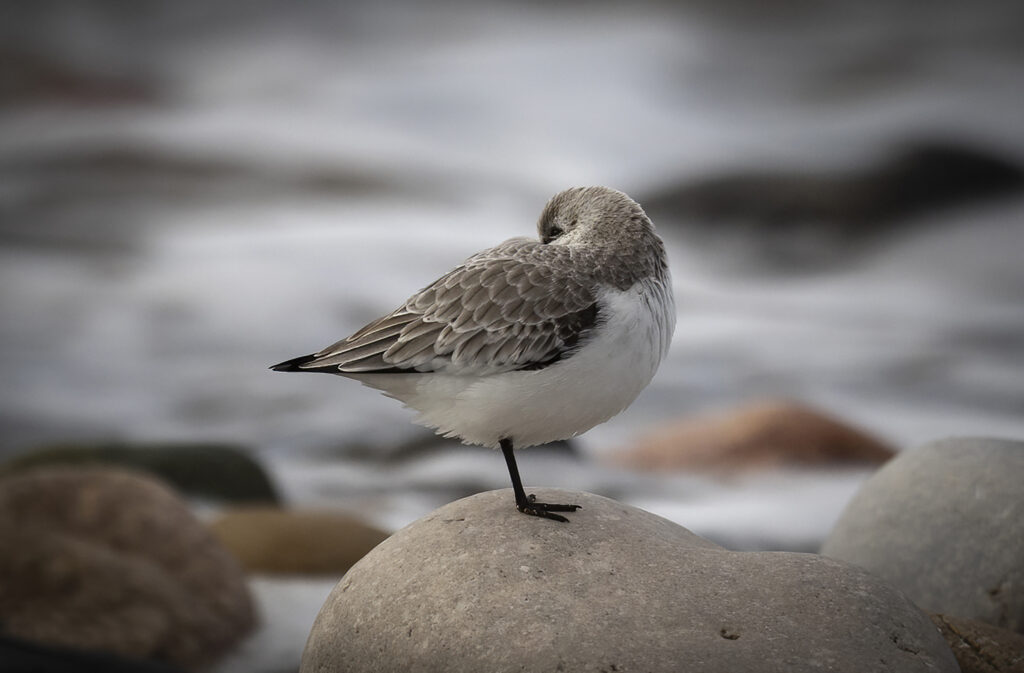 Sleepy Sanderling