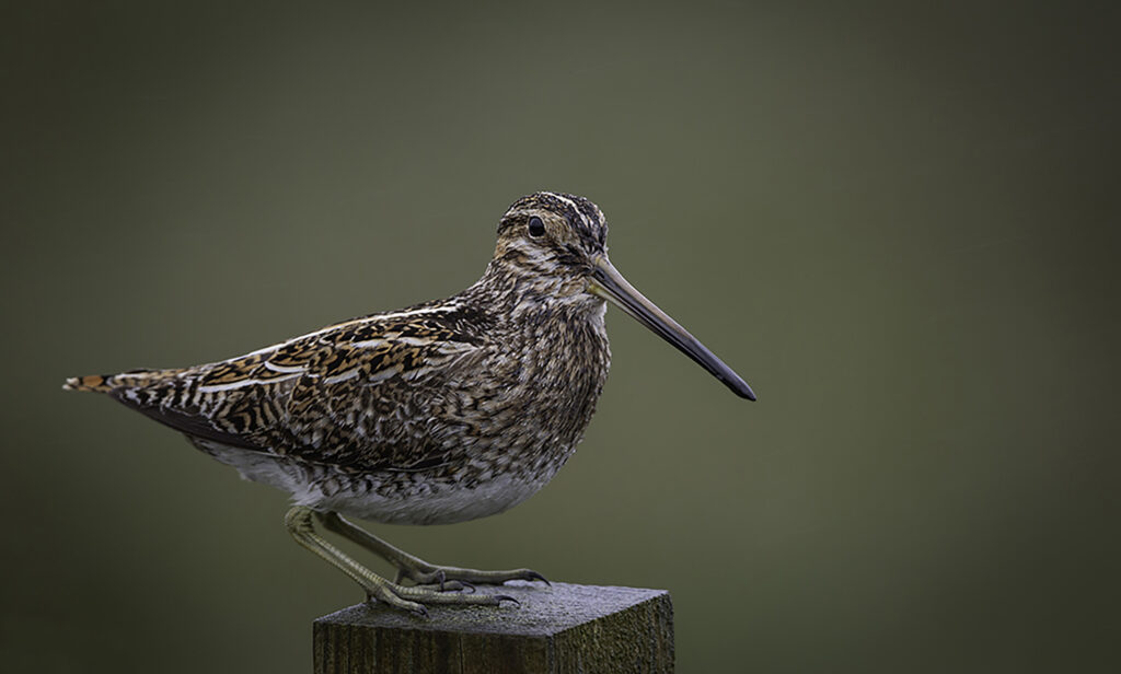 Snipe 2.