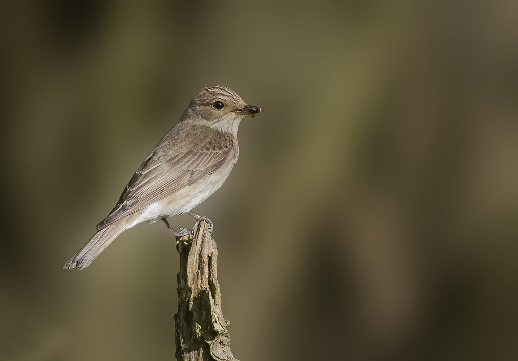 Spotted Flycatcher 5