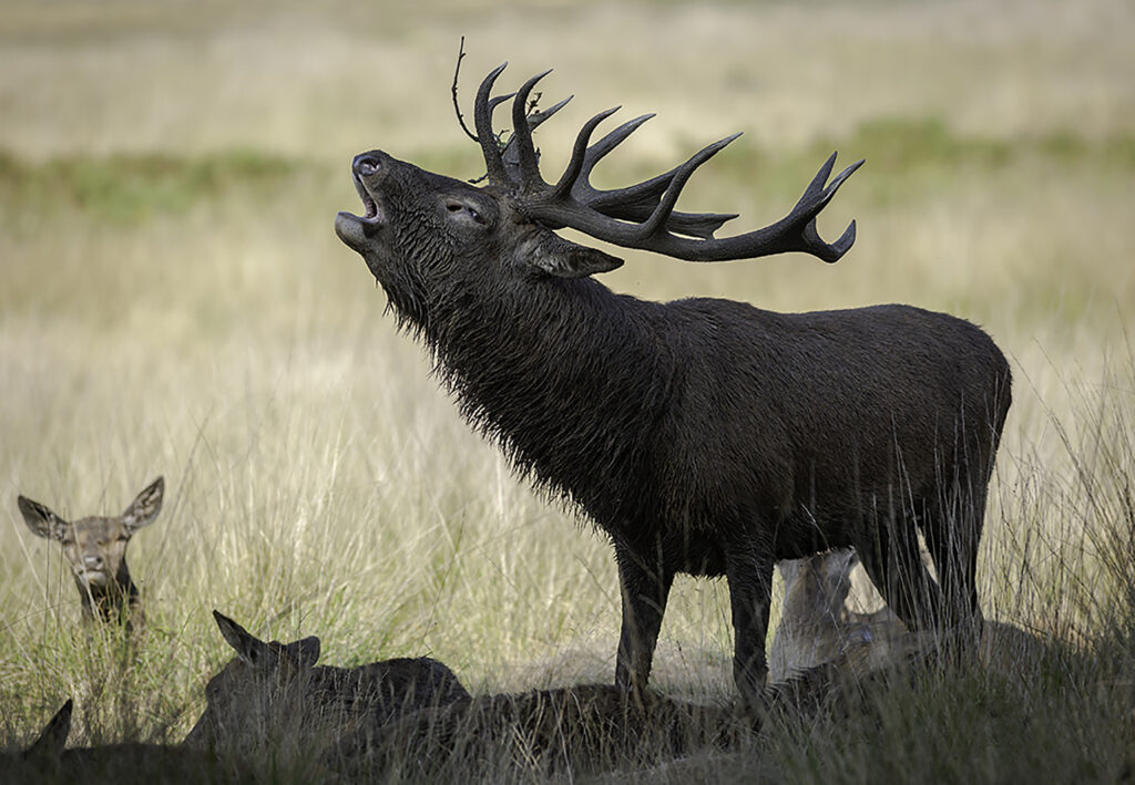 Stag at Richmond 1.