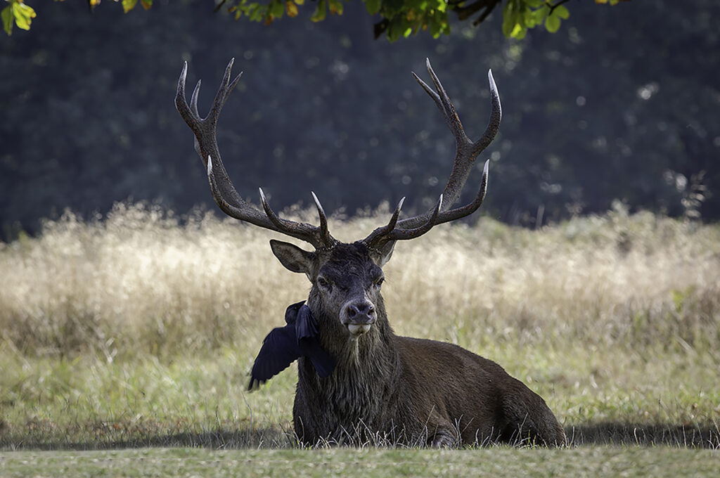 Stag at Richmond 3.