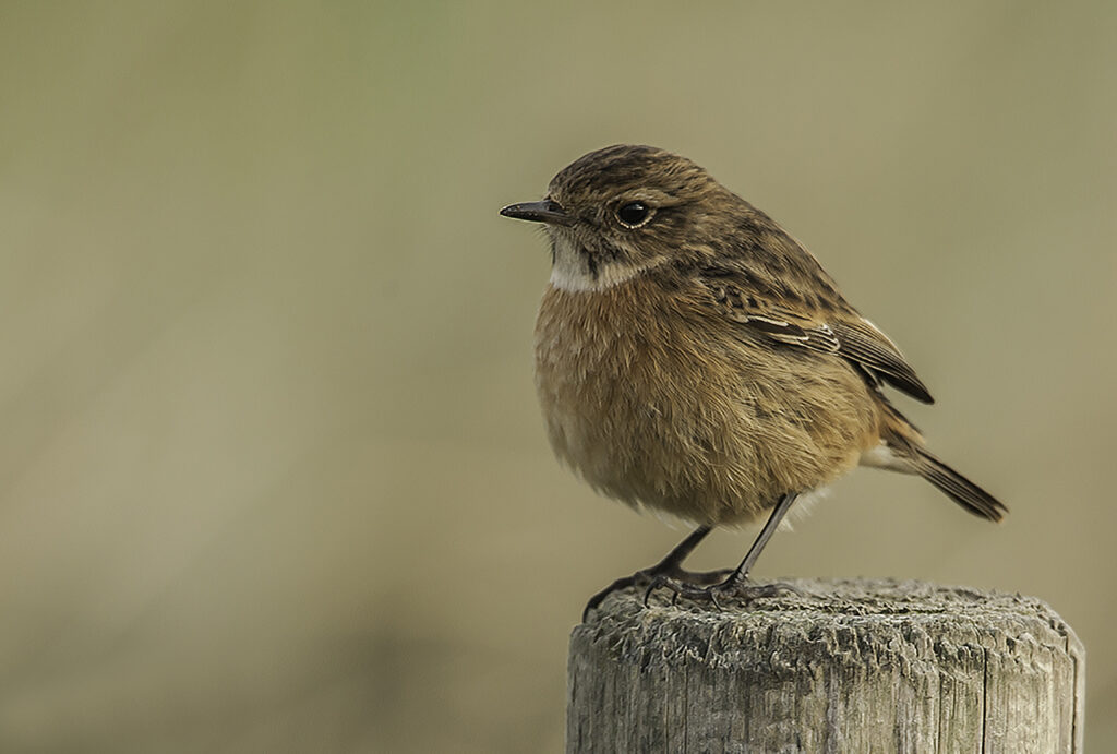 Stonechat, female 9