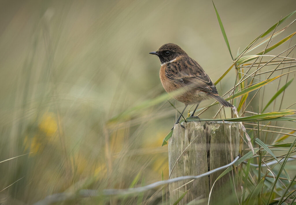 Stonechat, male 10.