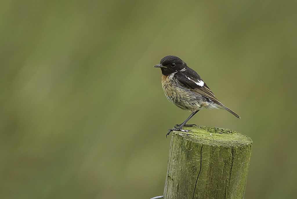 Stonechat, male 8.