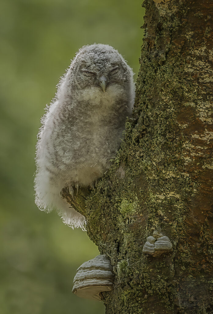 Tawny Owl chick