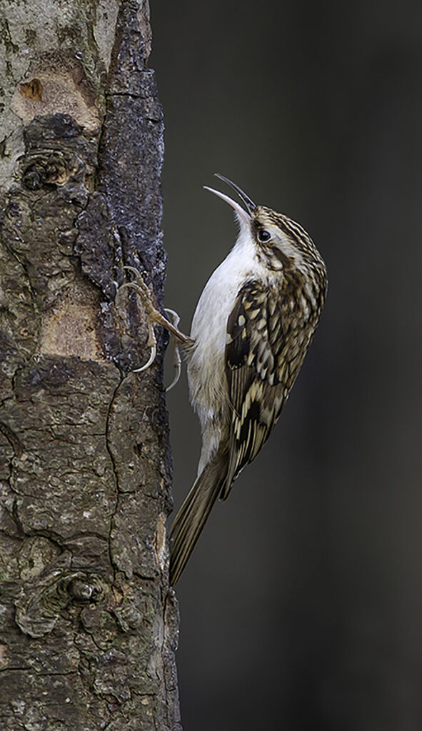 Treecreeper 4