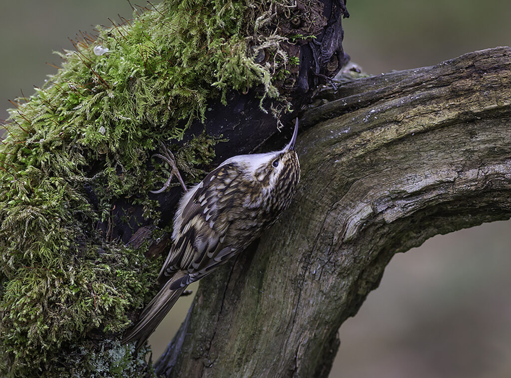 Treecreeper 5