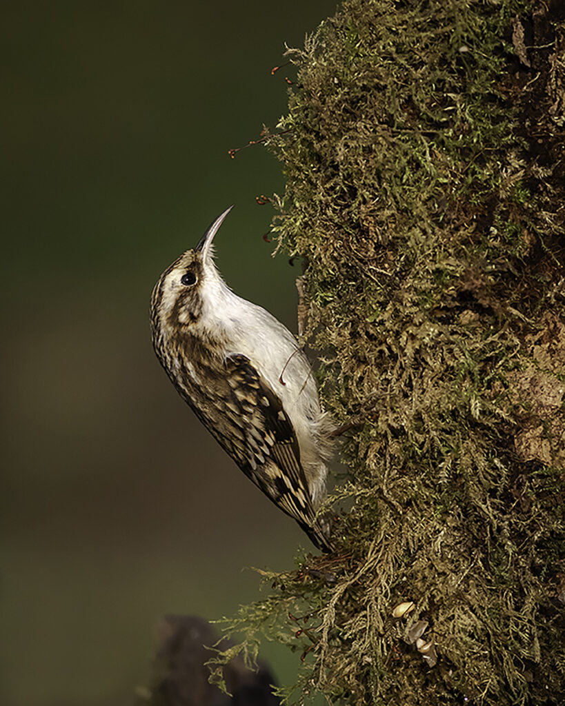 Treecreeper 7
