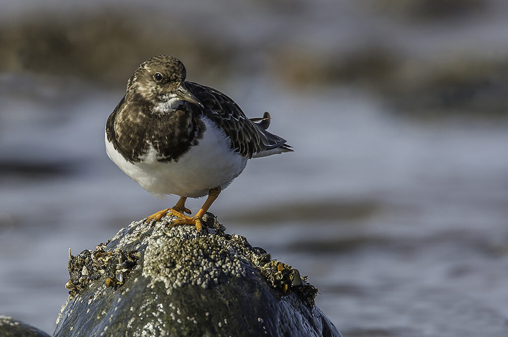 Turnstone.1