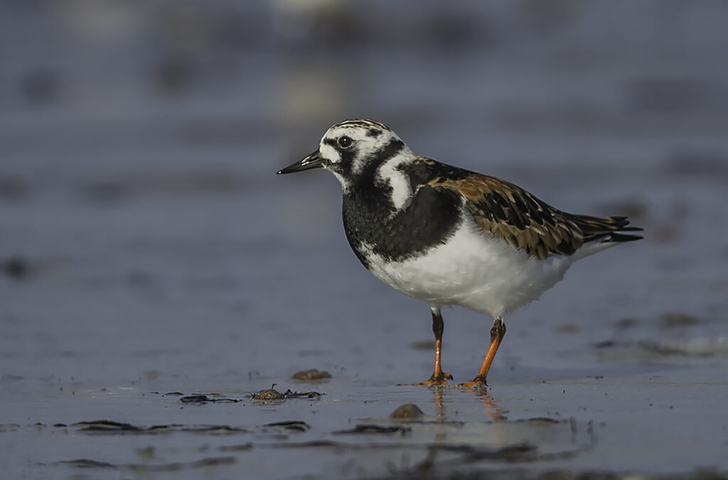 Turnstone.2