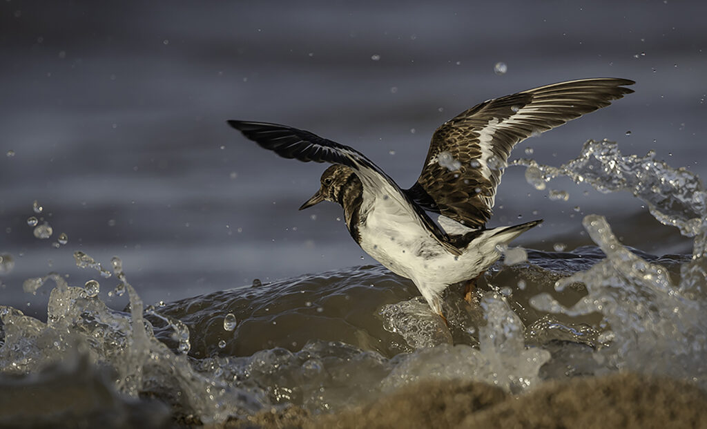 Turnstone.3