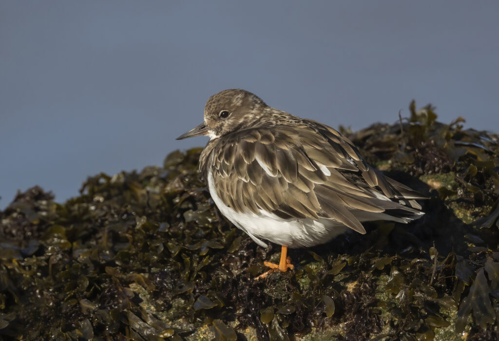Turnstone.4