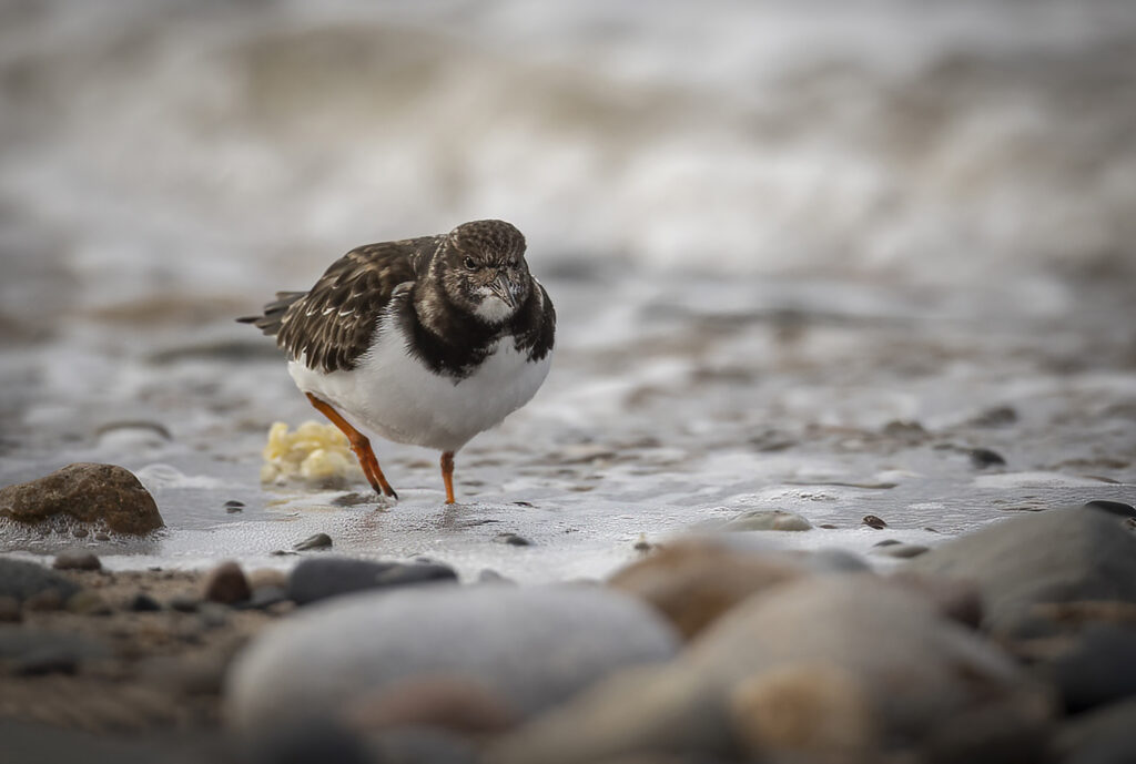 Turnstone.5