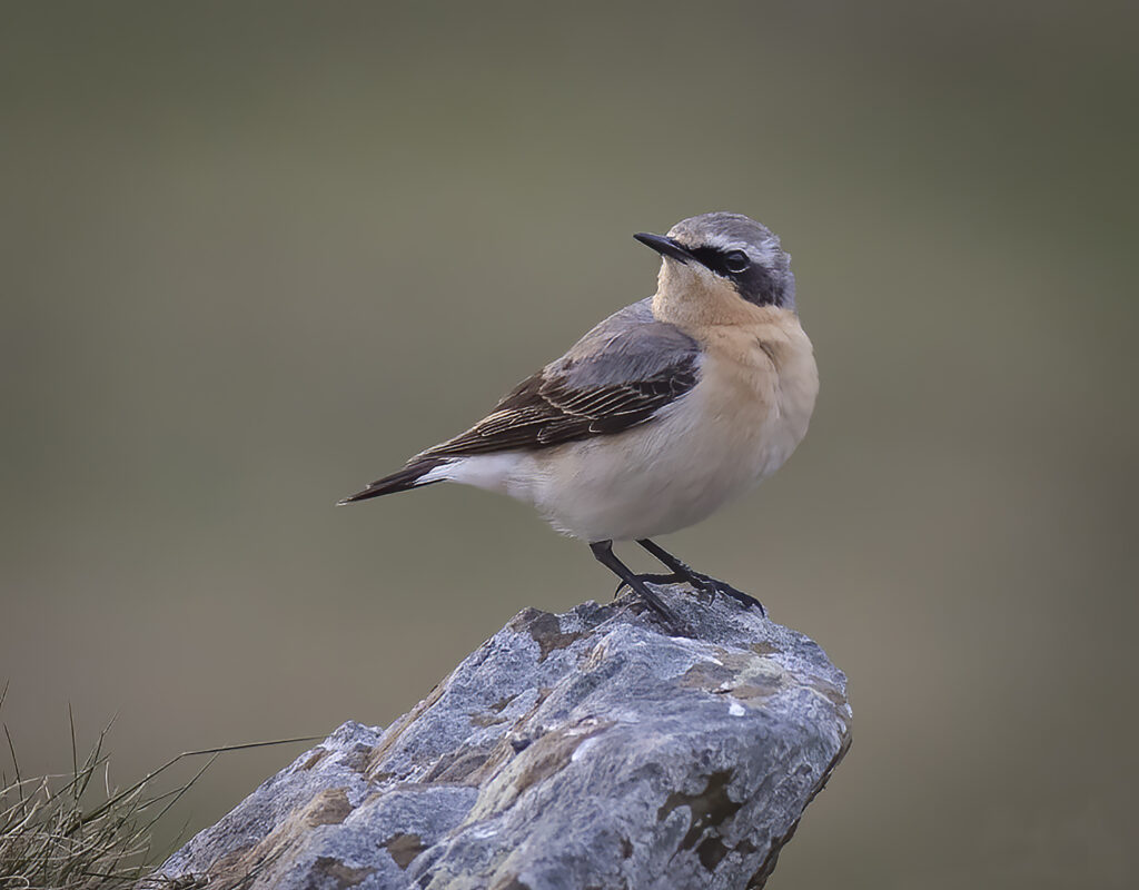 Wheatear-10