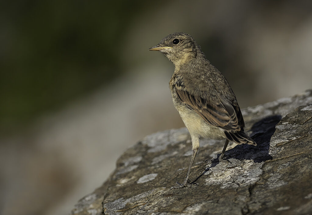 Young-Wheatear-8